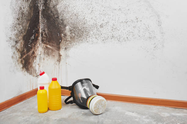 Best Kitchen Mold Remediation in Mineral Point, WI