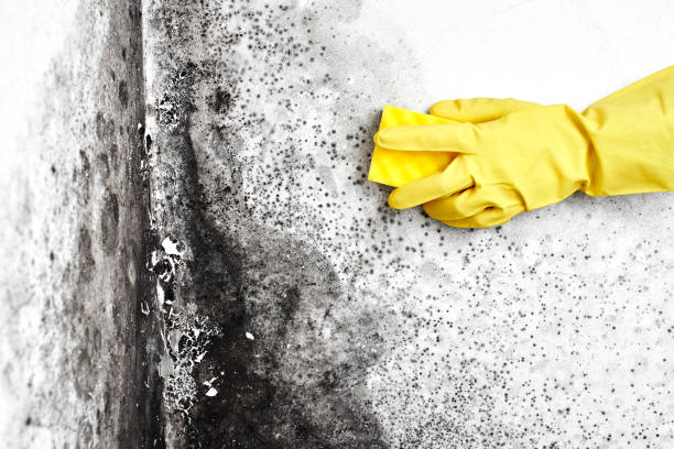 Best Industrial Mold Remediation in Mineral Point, WI