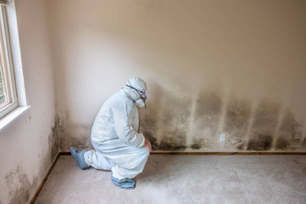 Best Post-Flood Mold Remediation in Mineral Point, WI