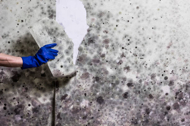 Mineral Point, WI Mold Remediation Company