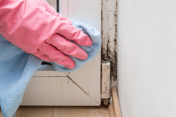 Best Health and Safety Mold Remediation in Mineral Point, WI