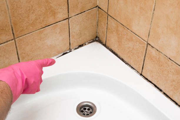 Best Kitchen Mold Remediation in Mineral Point, WI